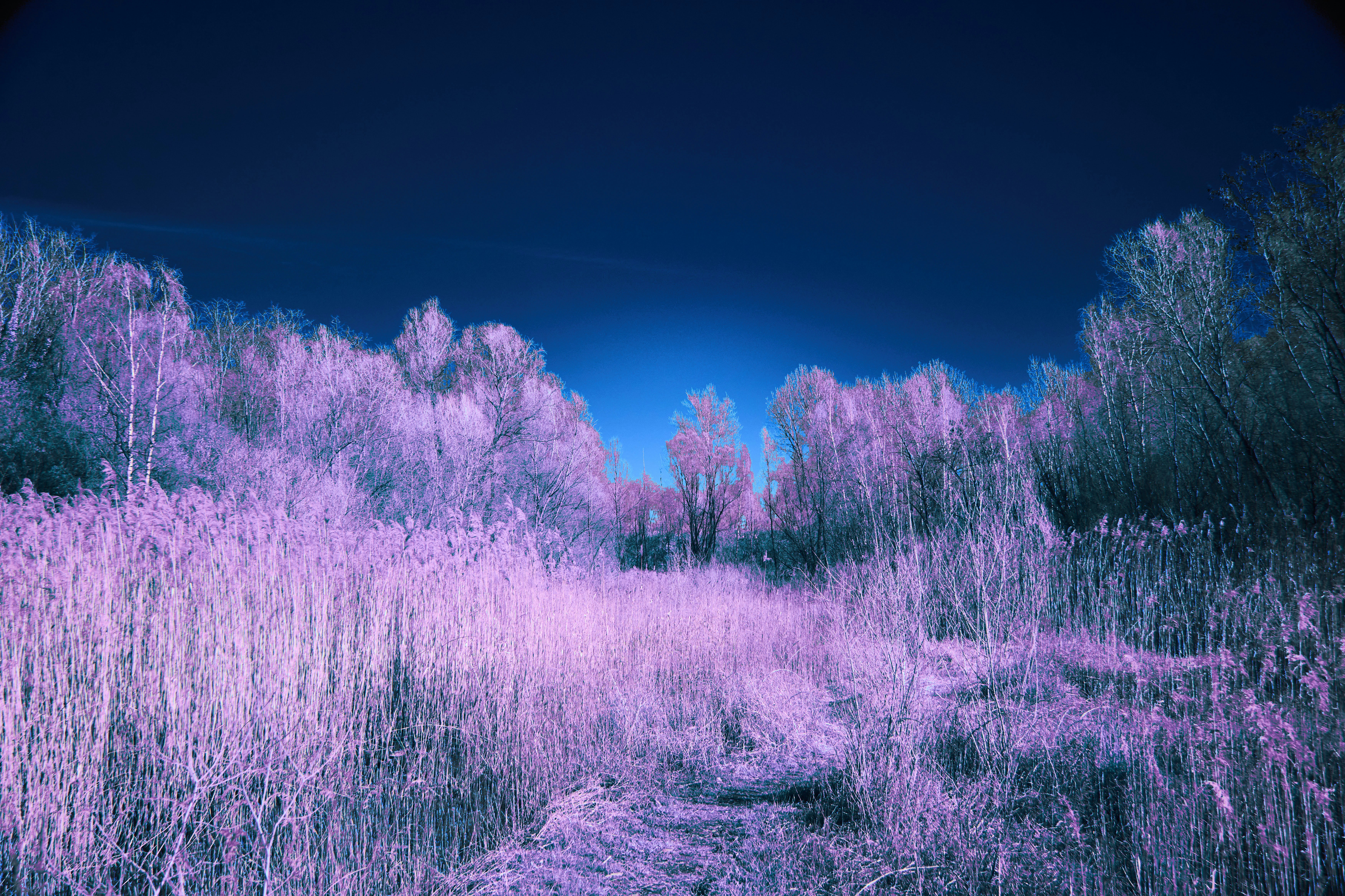 Photo by wolfgang_hasselmann