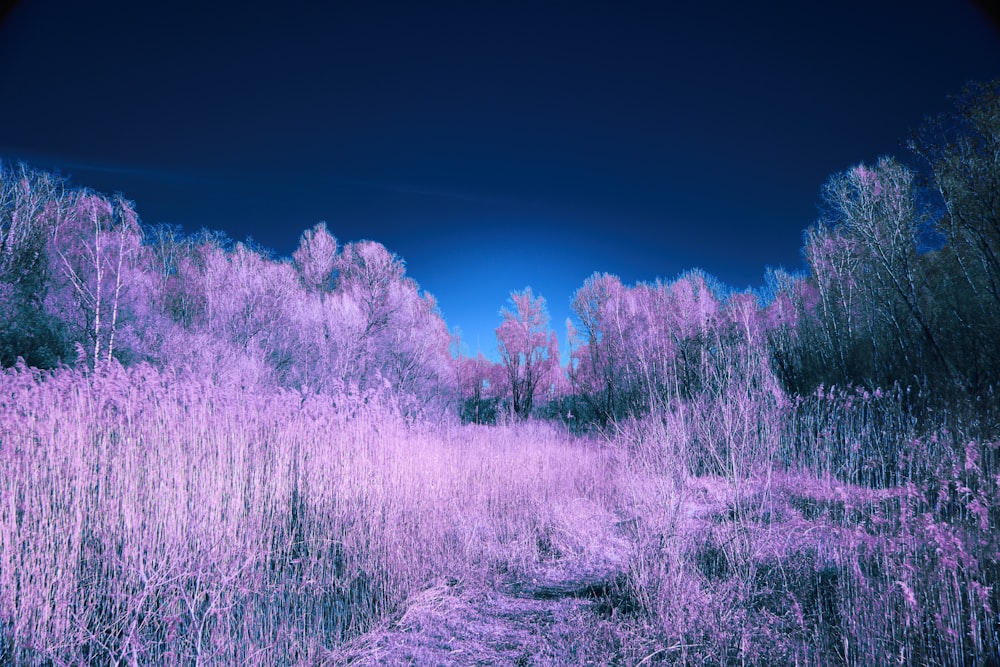 a path in the middle of a purple forest