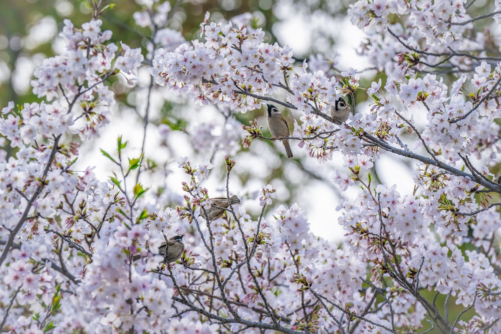 a couple of birds sitting on top of a tree