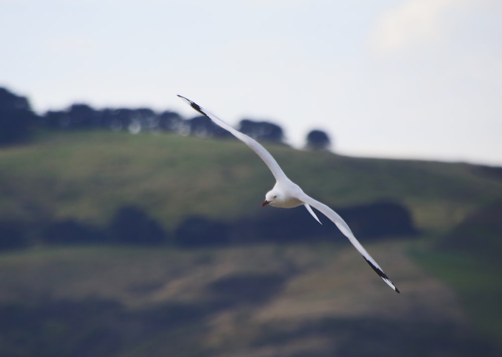 a white bird flying over a lush green hillside
