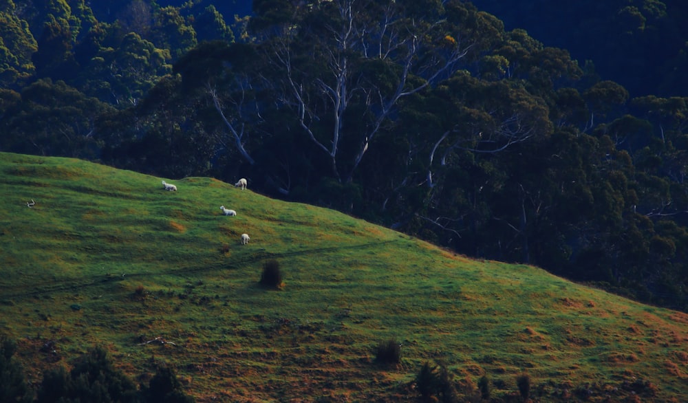 a group of sheep grazing on a lush green hillside