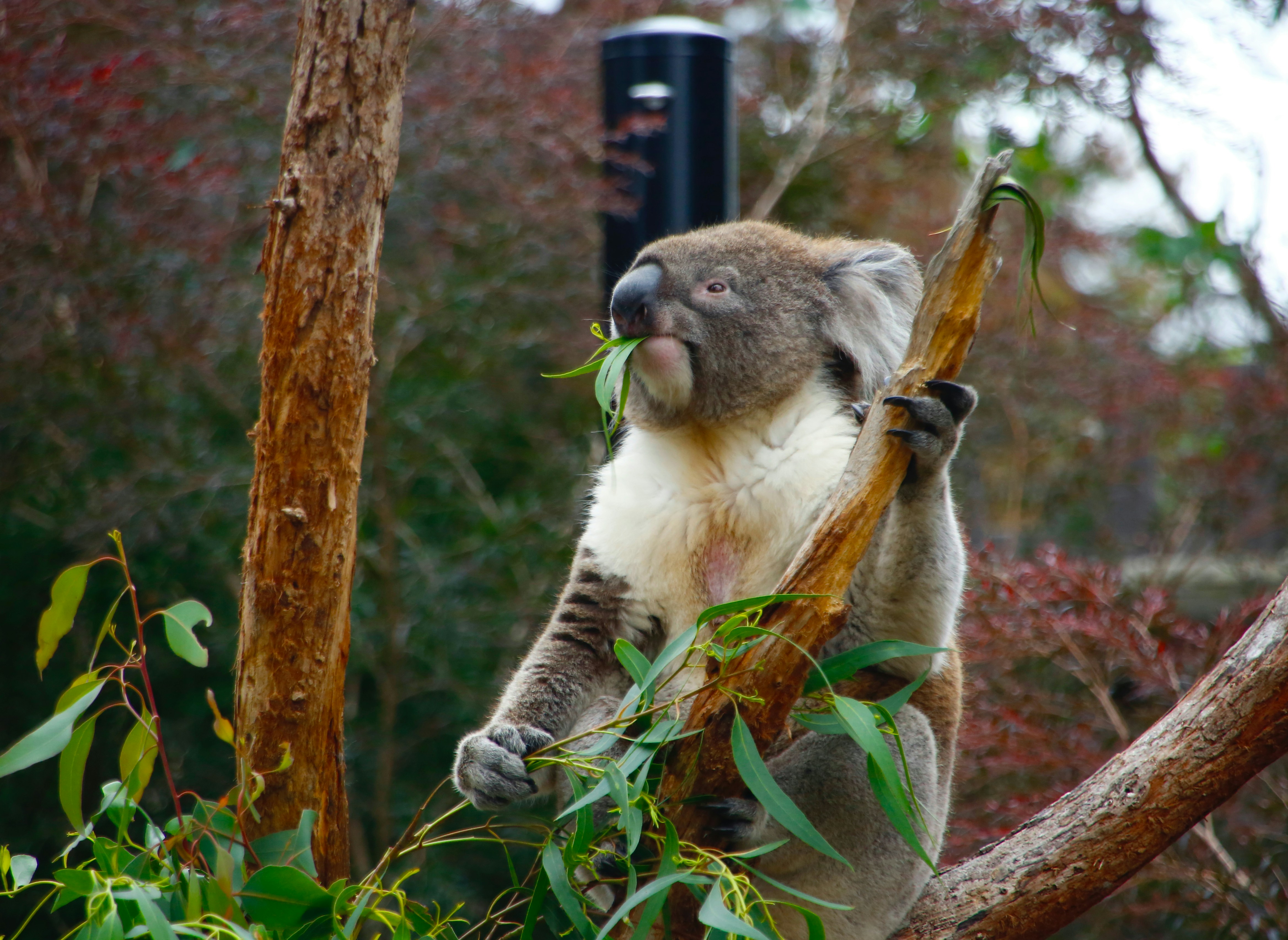 Ein Koala sitzt auf einem Ast und frisst Blätter