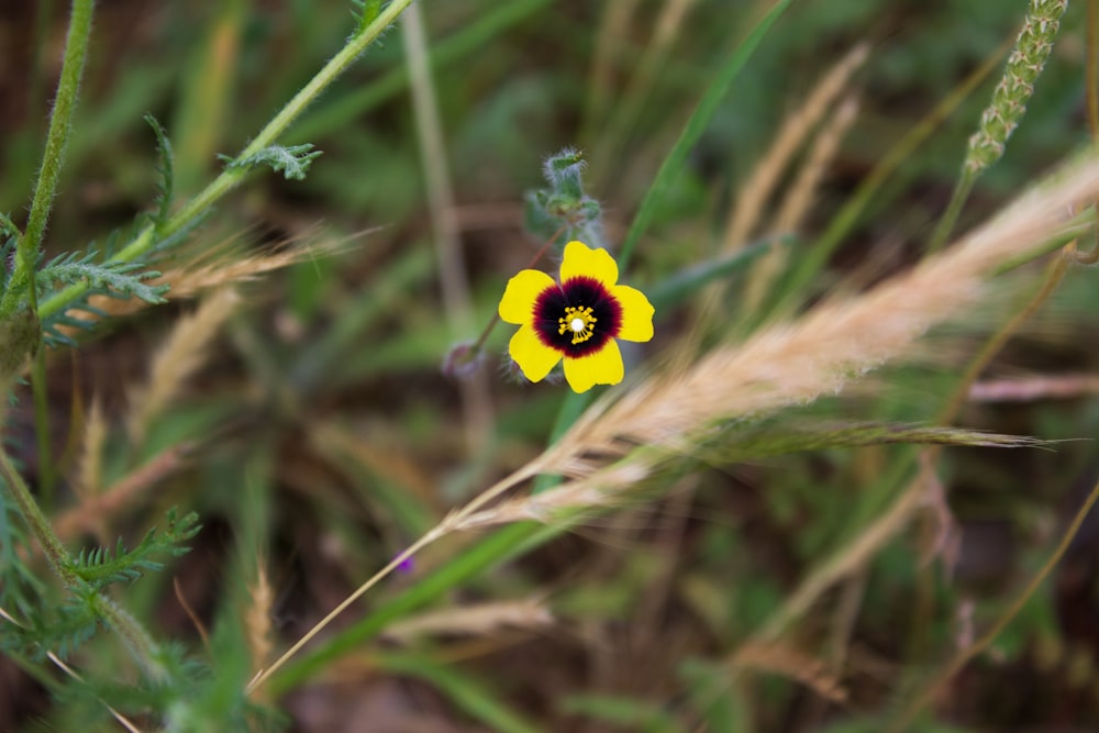 a yellow and red flower sitting on top of a lush green field