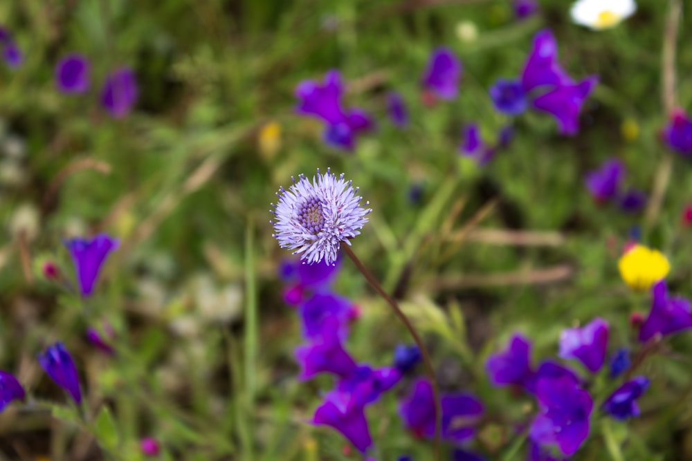 a field full of purple and yellow flowers