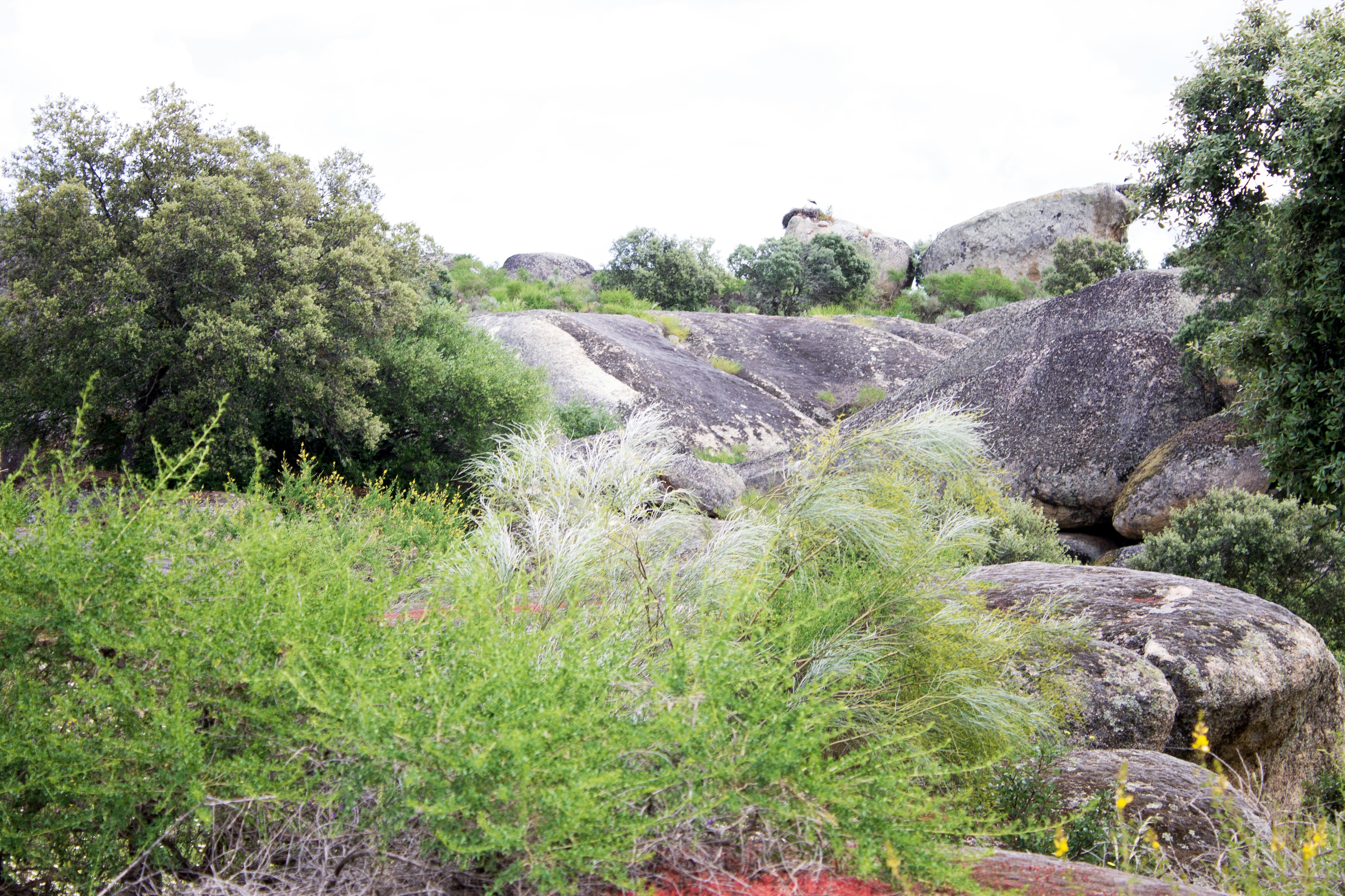 Rock Garden