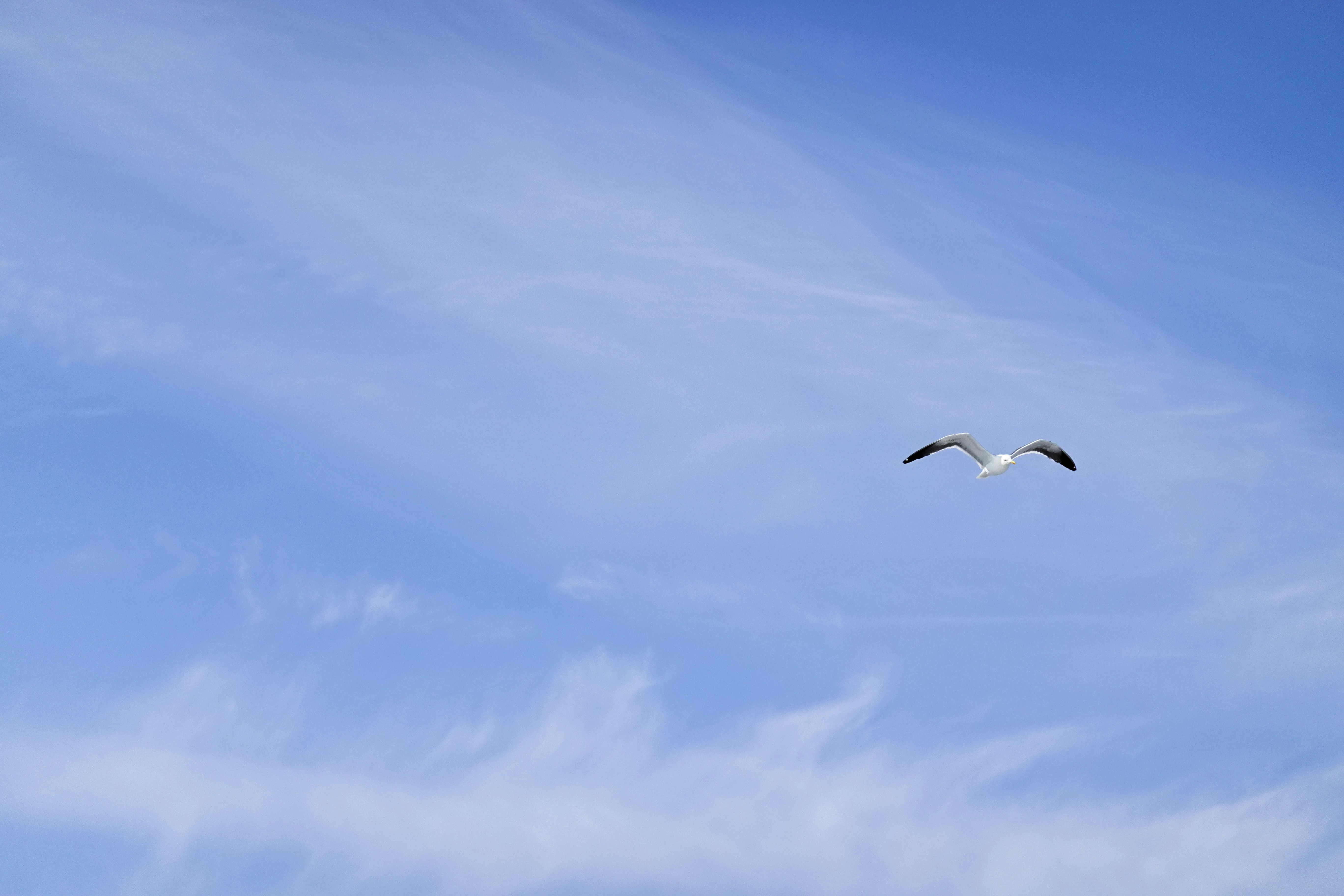 Un pájaro volando a través de un cielo azul con nubes foto – Imagen de Azul  gratuita en Unsplash, image size:3000x2000