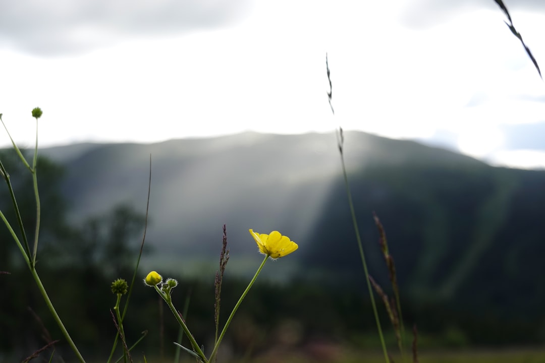 a yellow flower in a field with mountains in the background,