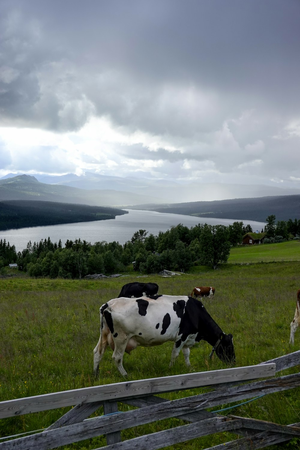 a couple of cows standing on top of a lush green field