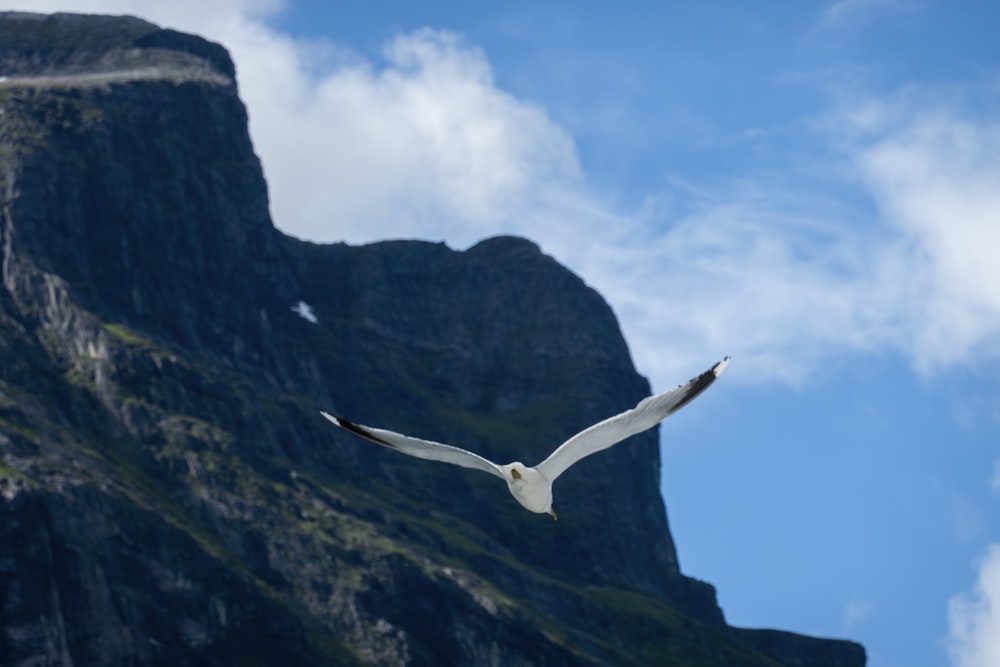 a seagull flying in front of a mountain