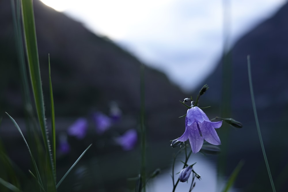 a purple flower is in the foreground with mountains in the background