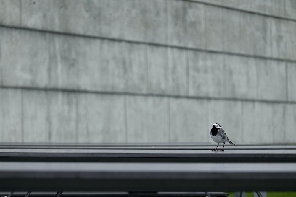 a small black and white bird sitting on top of a roof