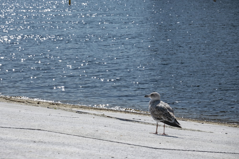 a seagull standing on the sand near the water