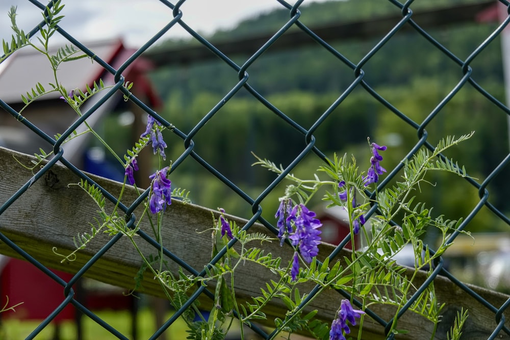 a fence with purple flowers growing through it