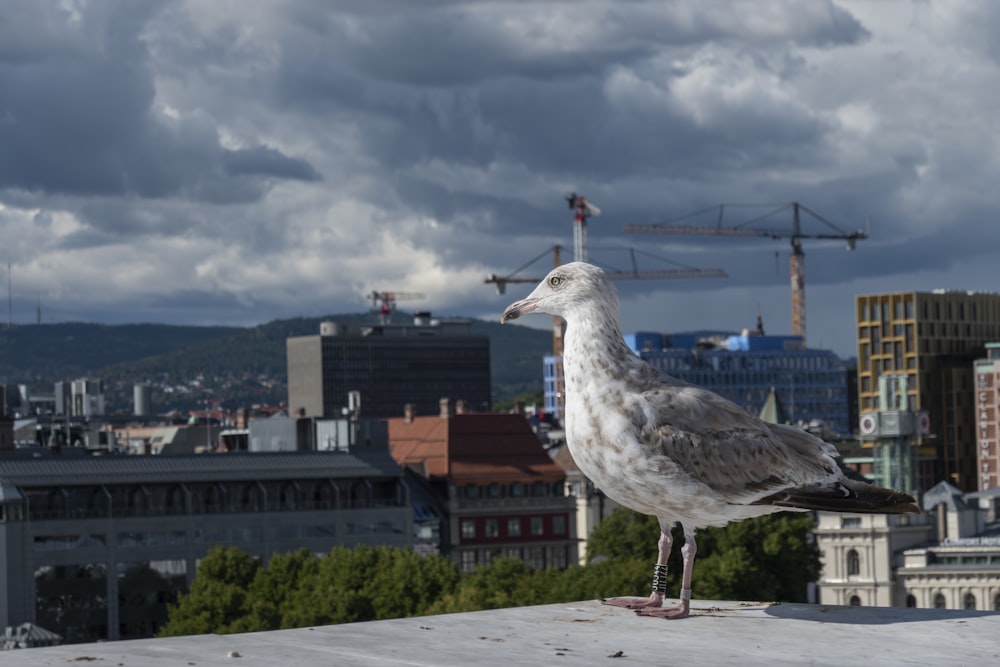 uma gaivota em pé em uma saliência em frente a uma cidade