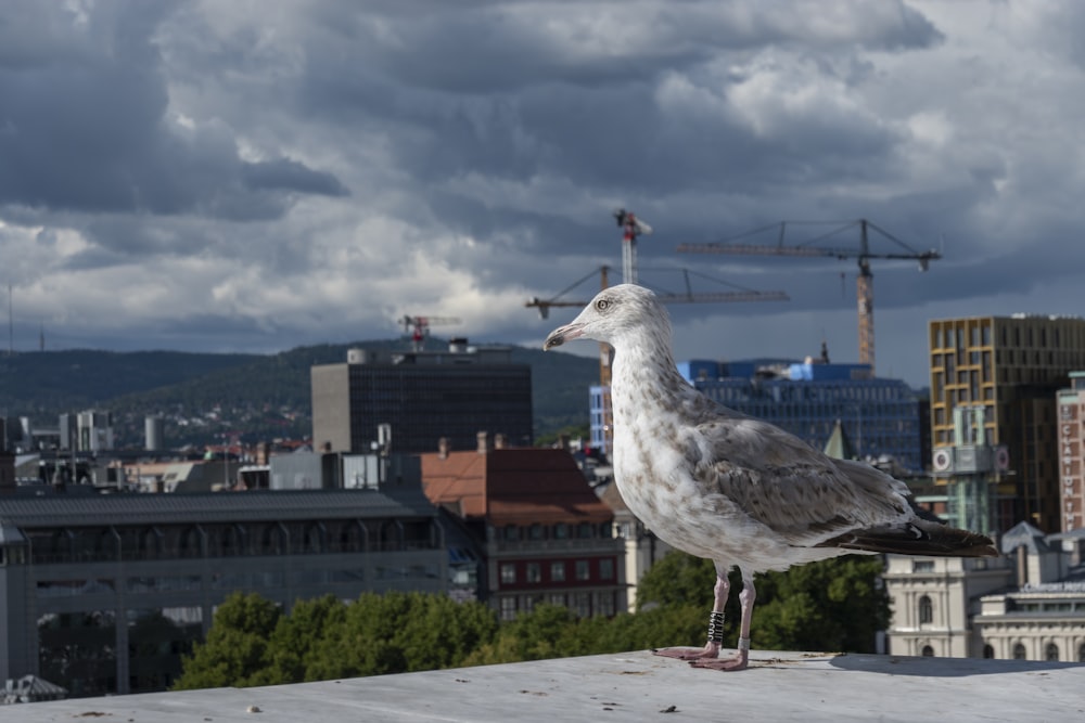 a seagull standing on a ledge in front of a city