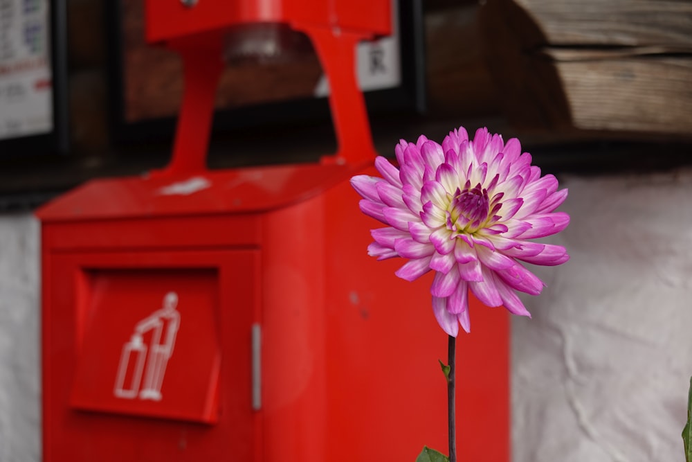 a pink flower in front of a red mailbox