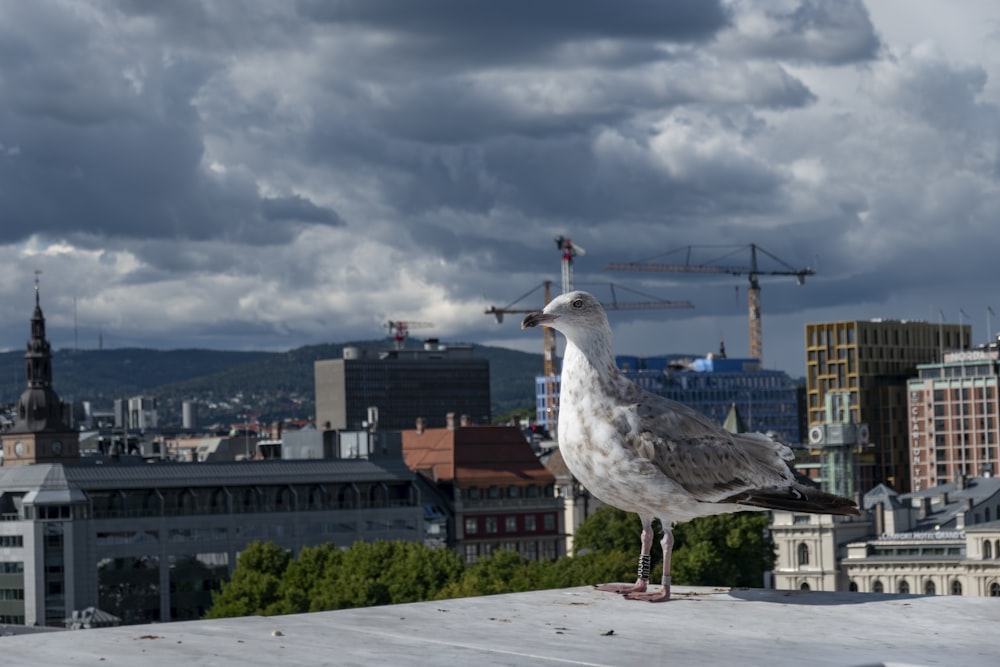 uma gaivota em pé sobre um telhado com uma cidade ao fundo