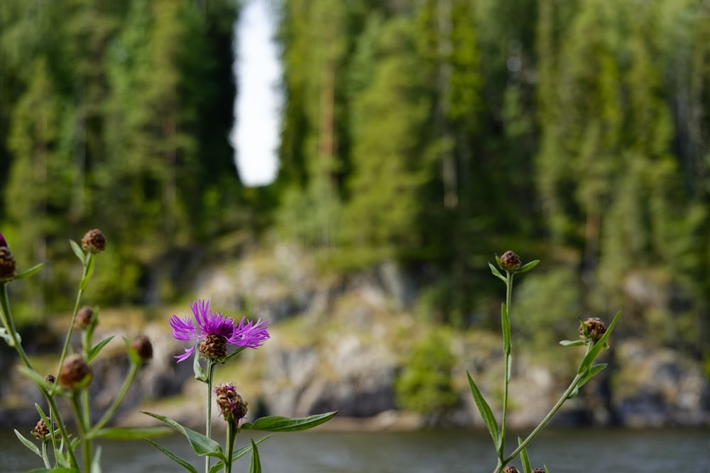 eine lila Blume, die auf einem üppig grünen Feld sitzt