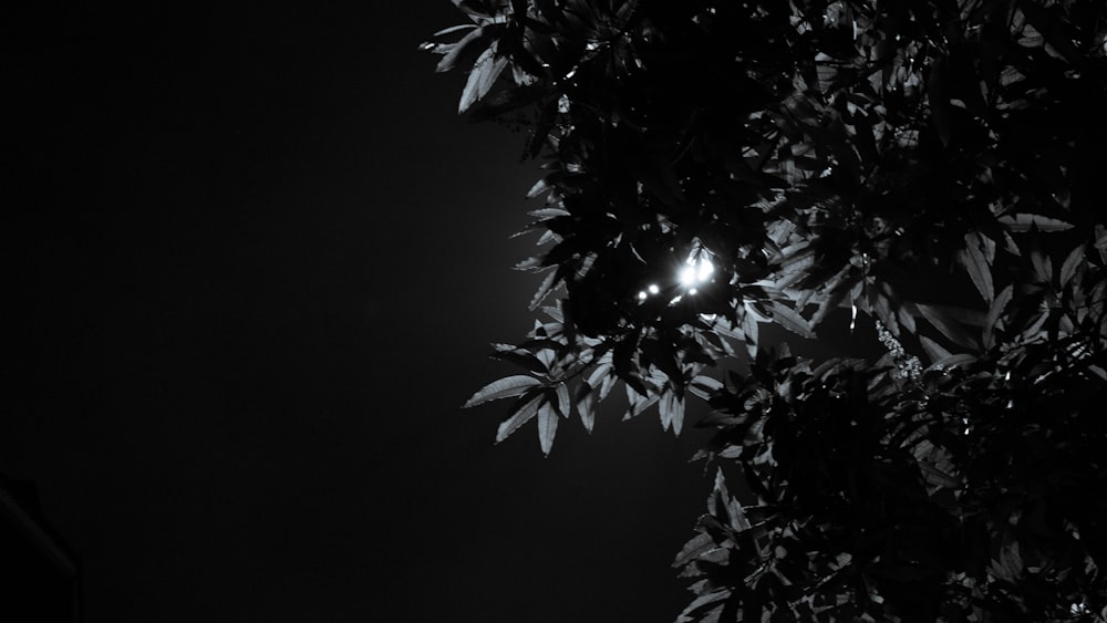 a black and white photo of a street light