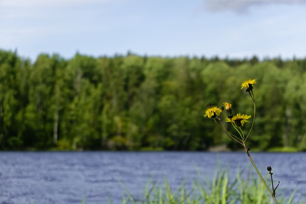 a yellow flower sitting next to a body of water