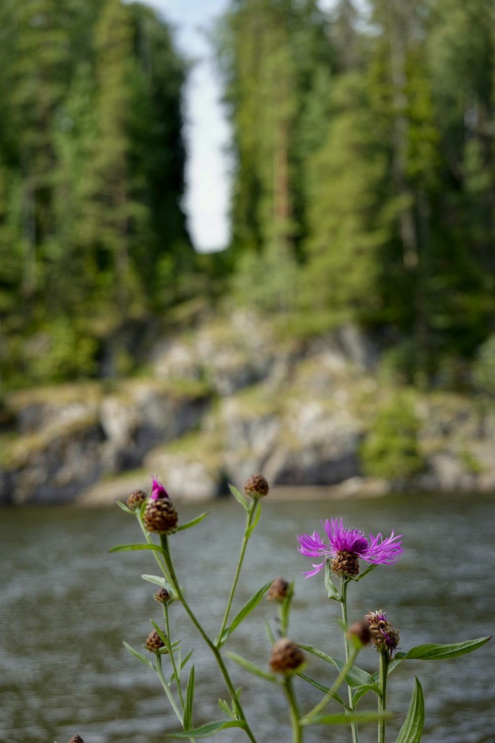 a purple flower in front of a body of water