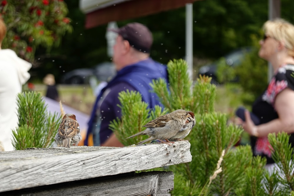 a couple of birds sitting on top of a wooden bench