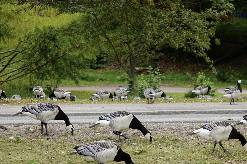 a bunch of birds that are standing in the grass