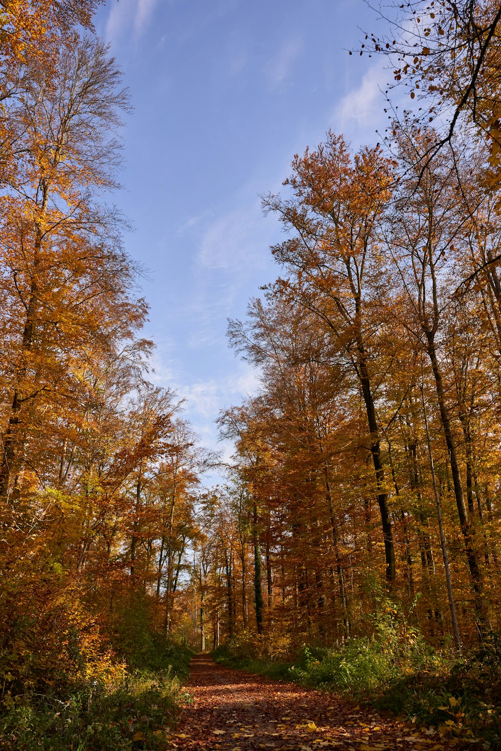 a dirt road in the middle of a forest