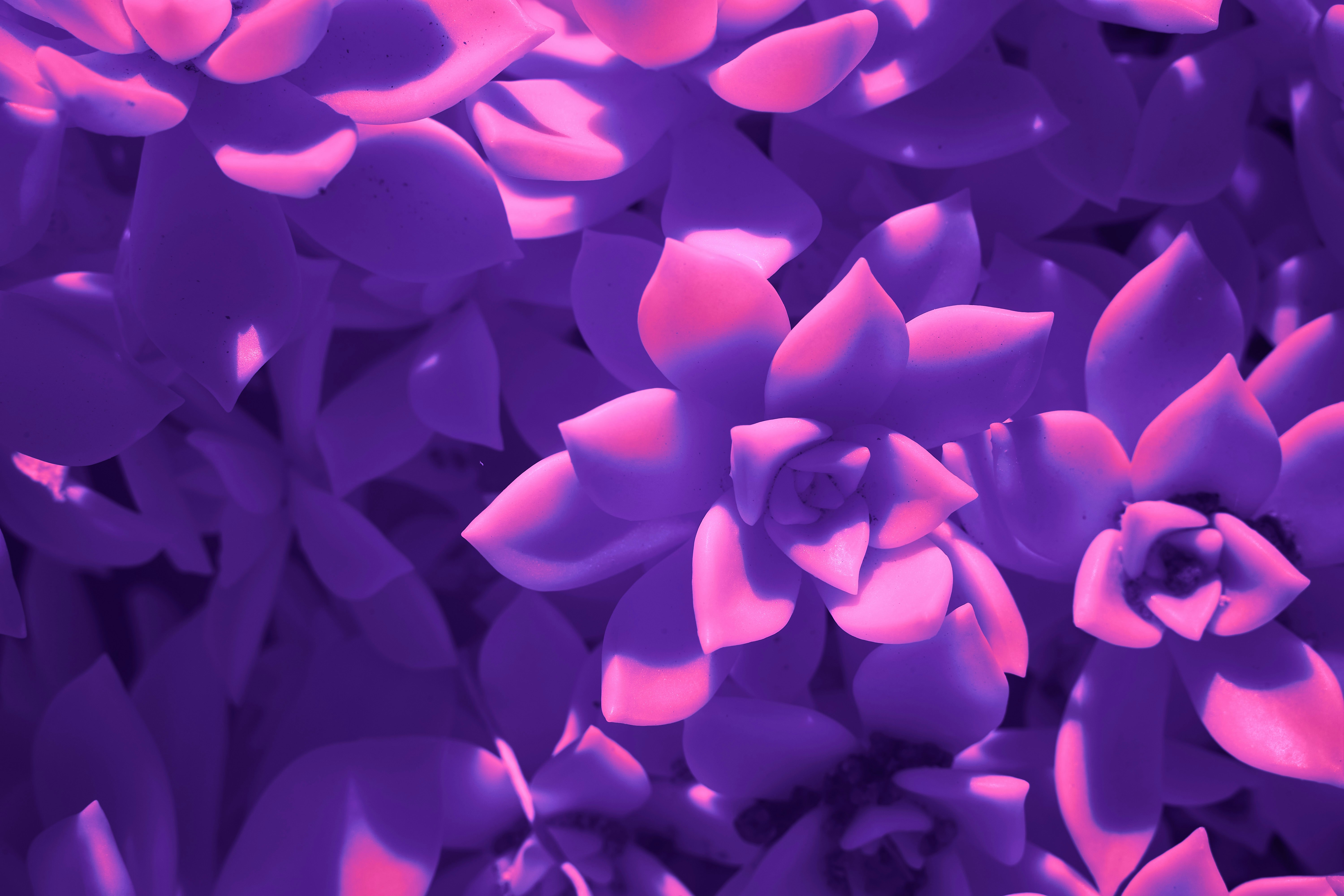 Photo by wolfgang_hasselmann