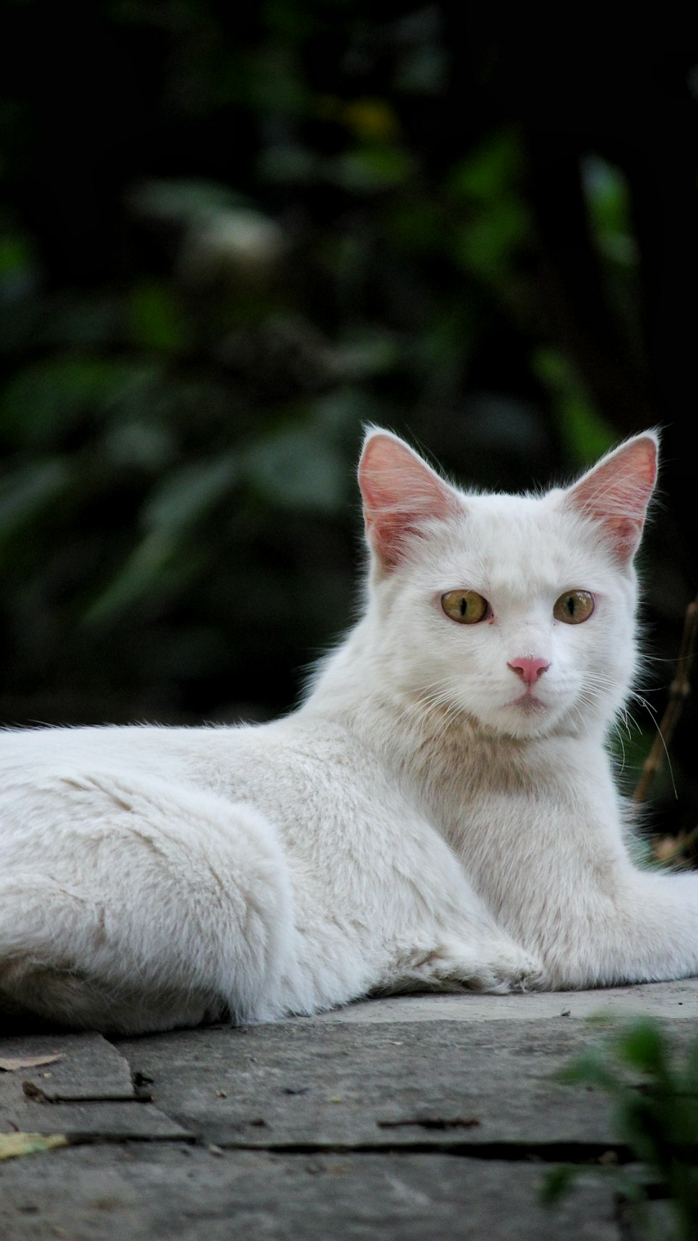 a white cat is laying down on the ground