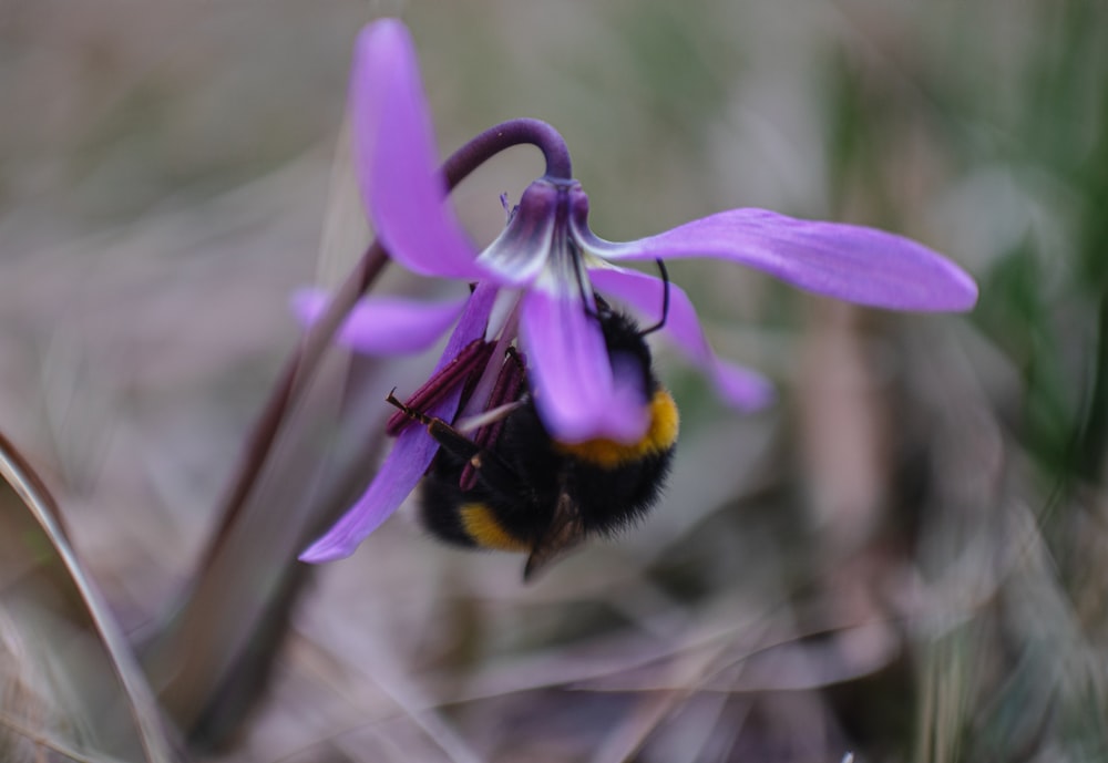 un gros plan d’une fleur violette avec une abeille dessus