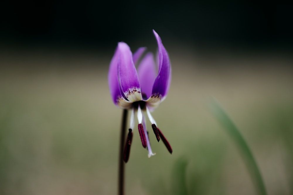 Eine Nahaufnahme einer lila Blume mit verschwommenem Hintergrund