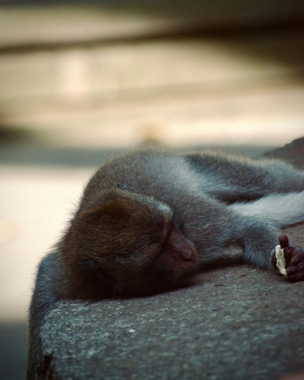 a small monkey is sleeping on a ledge