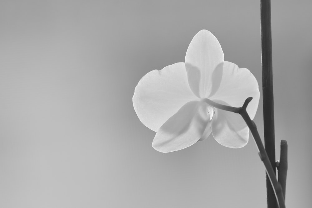 a single white flower on a stem against a gray sky
