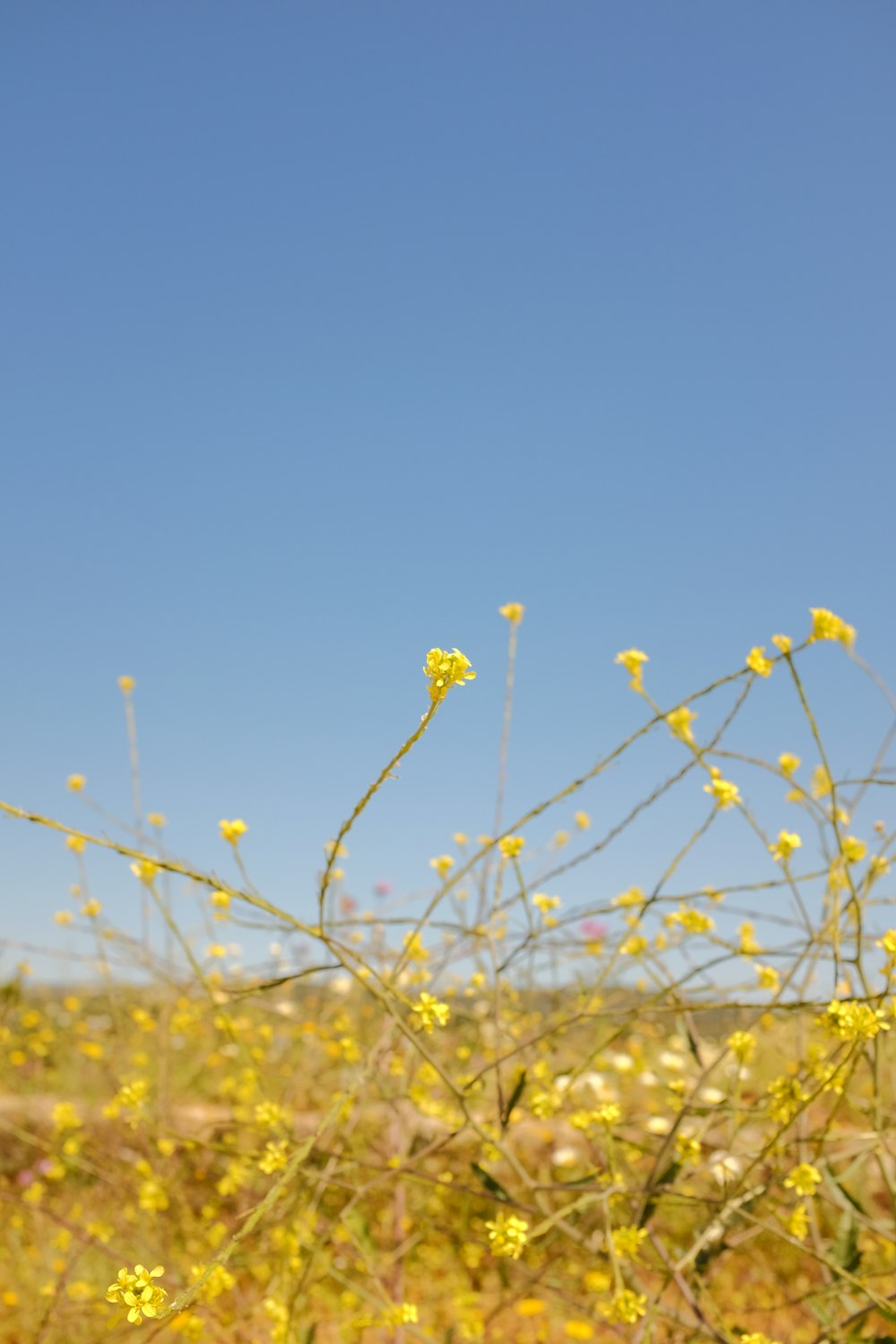 a field of yellow flowers with a blue sky in the background