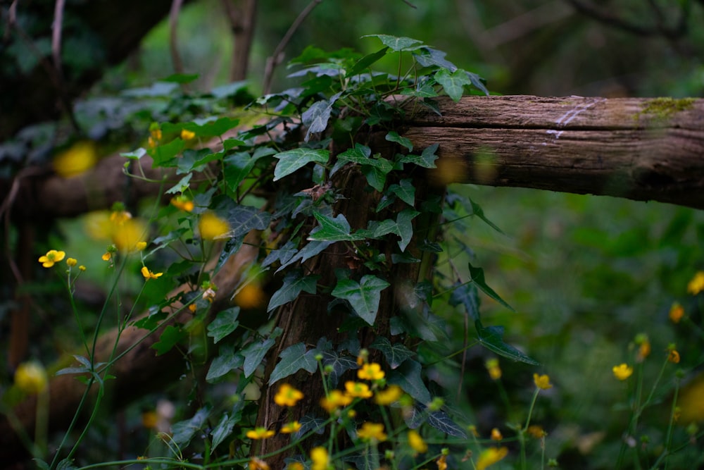 a vine is growing on a log in the woods