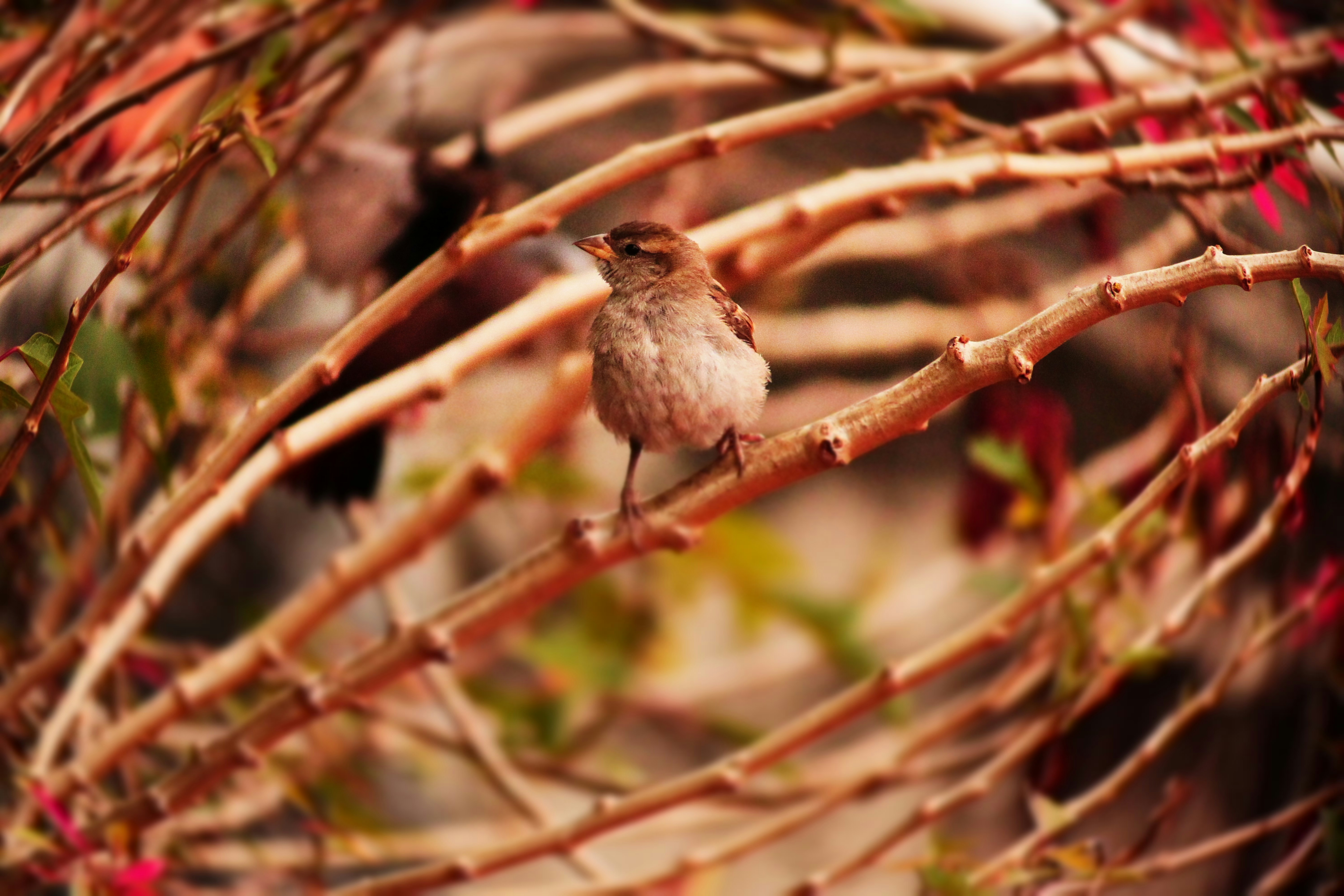 Photo by iamblondfox