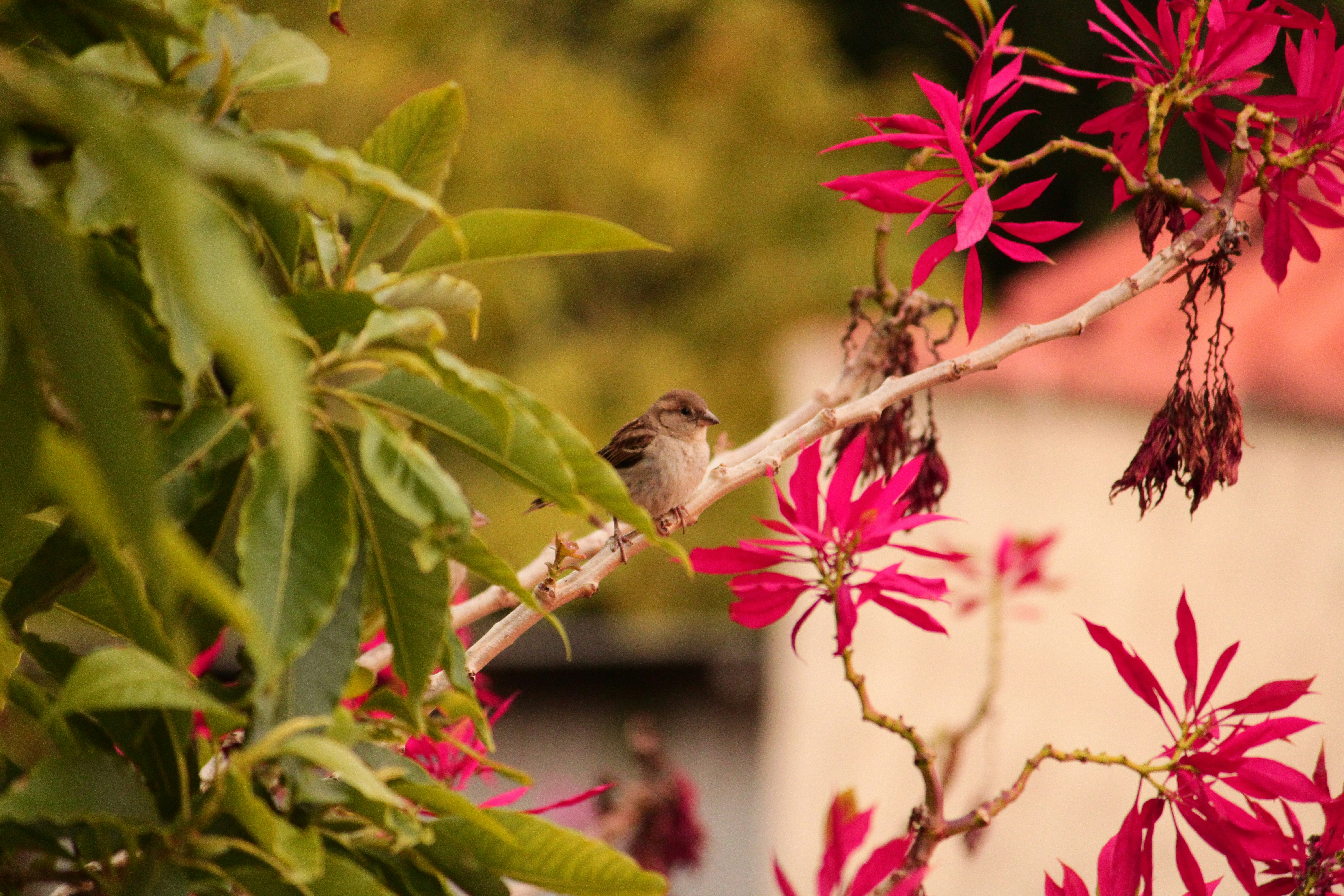 Photo by iamblondfox