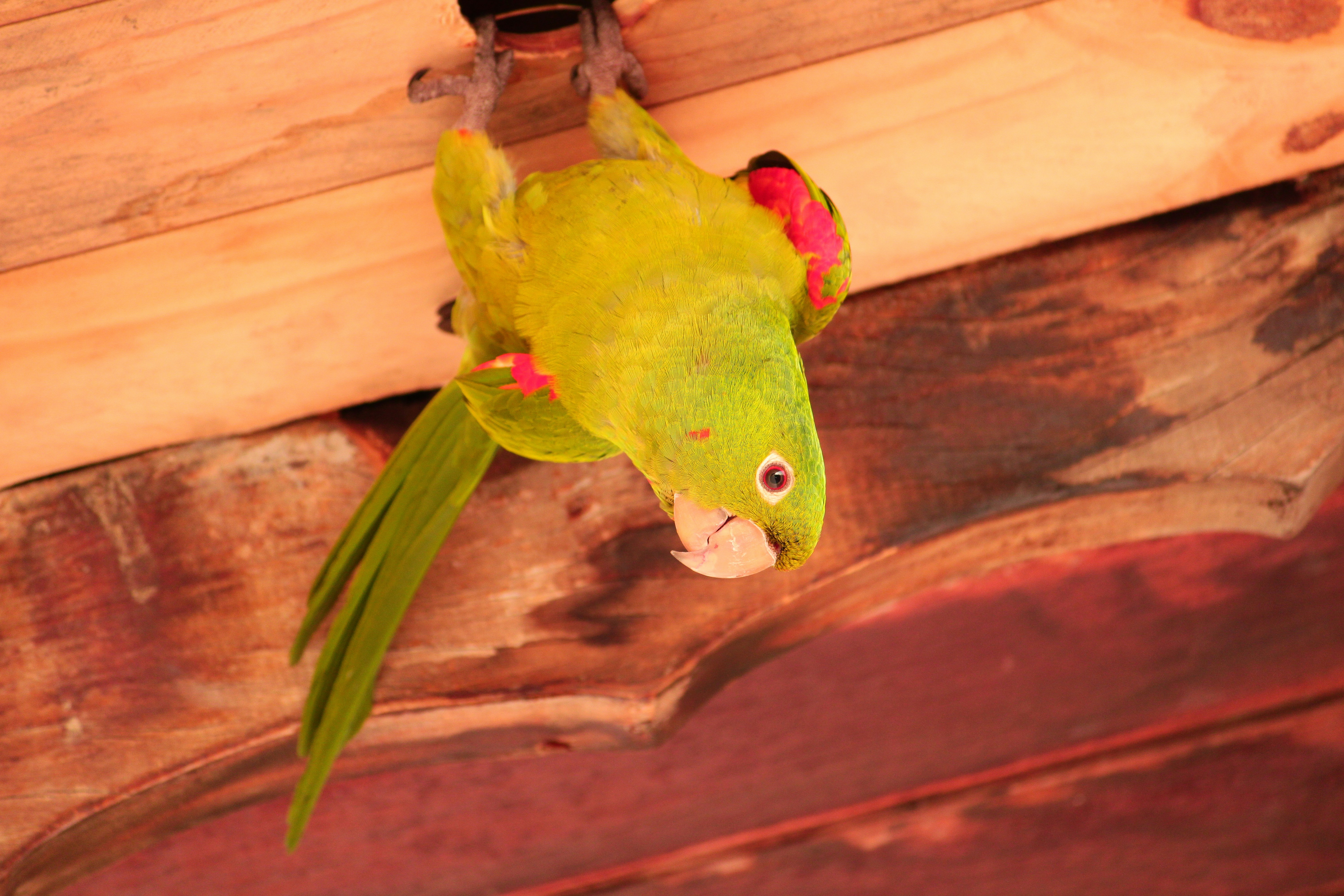 Photo by iamblondfox