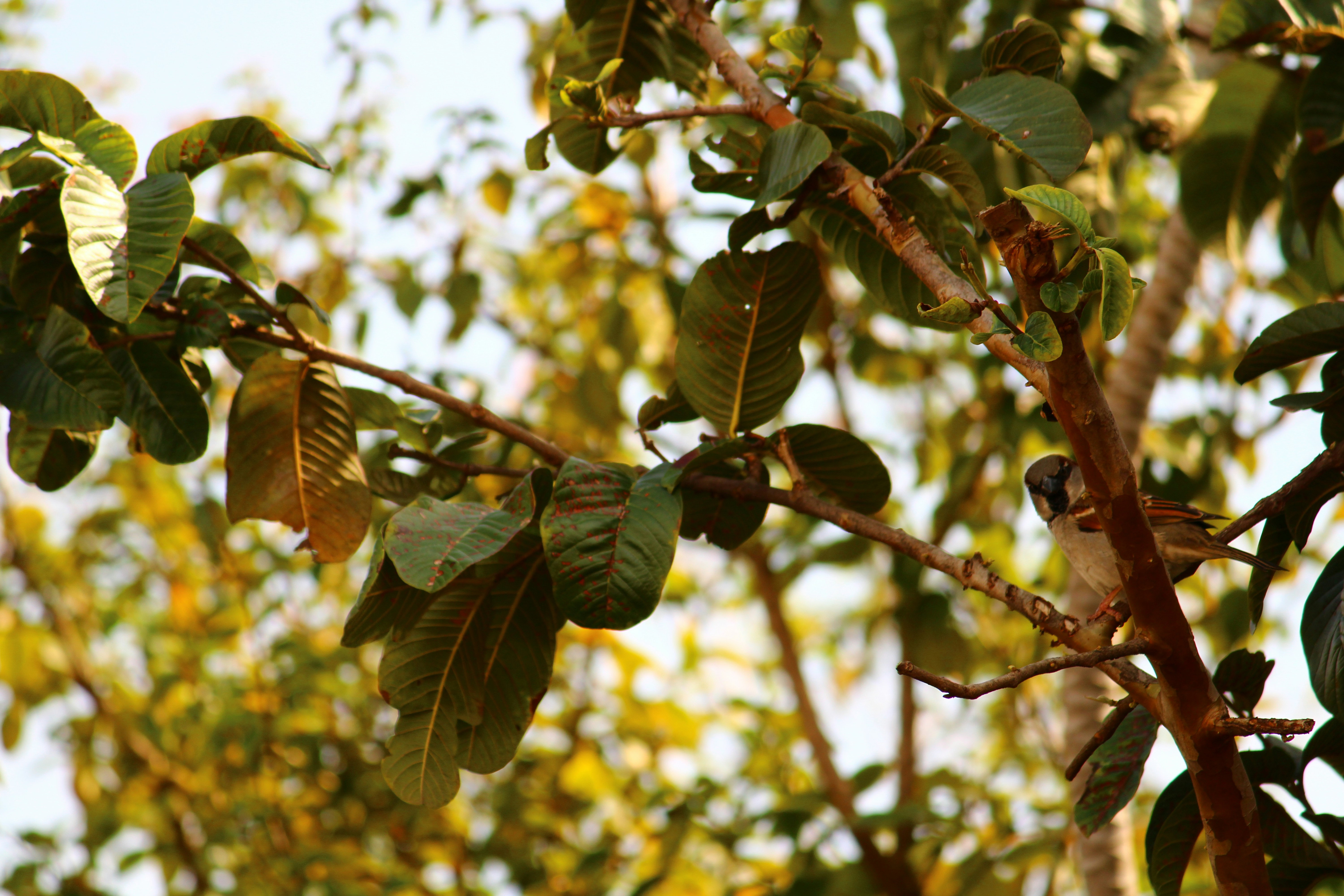 Photo by iamblondfox