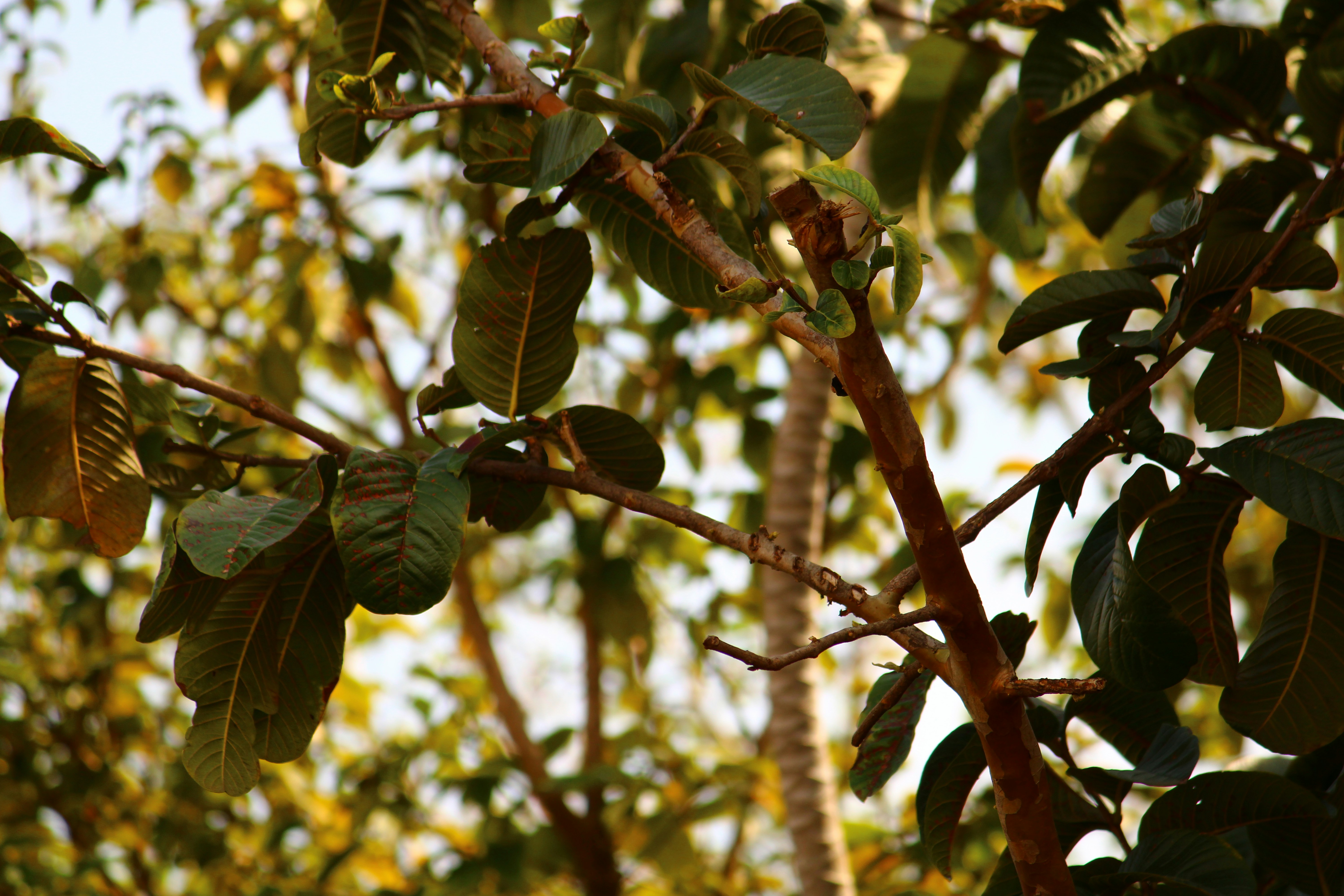 Photo by iamblondfox