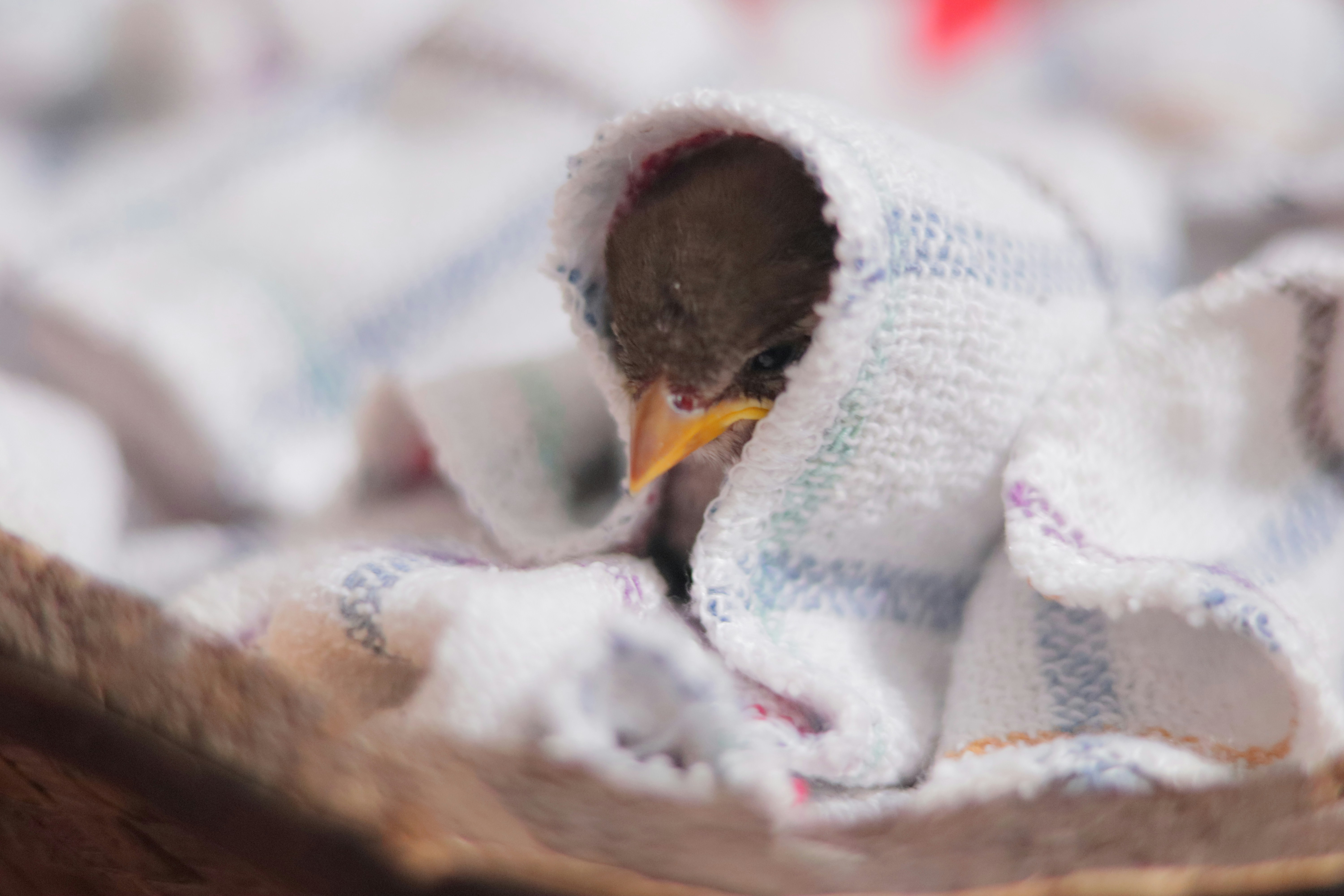 Female Sparrow Bird Covered with a Cloth