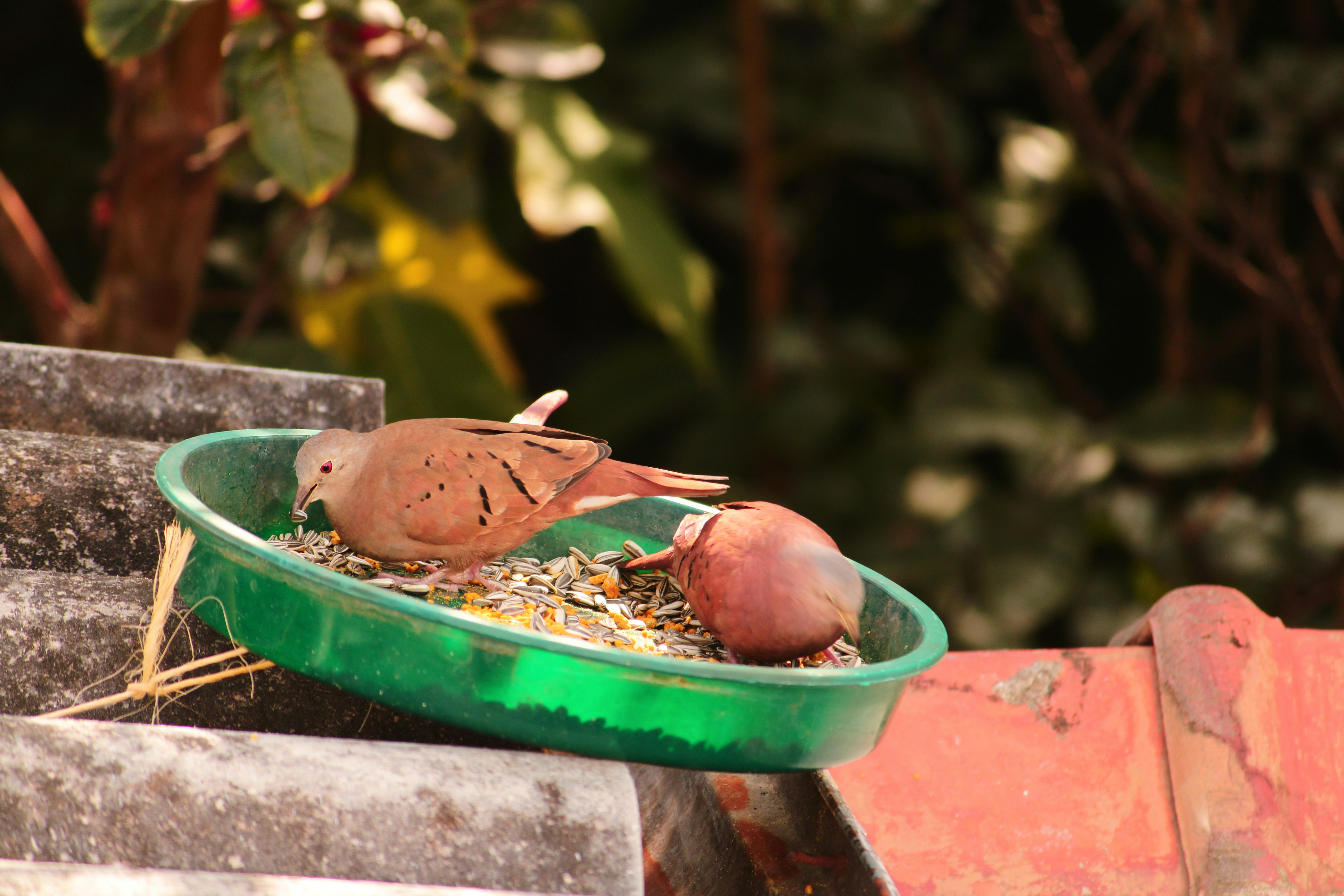 Best food for finches and complete nutrition guide for bird owners