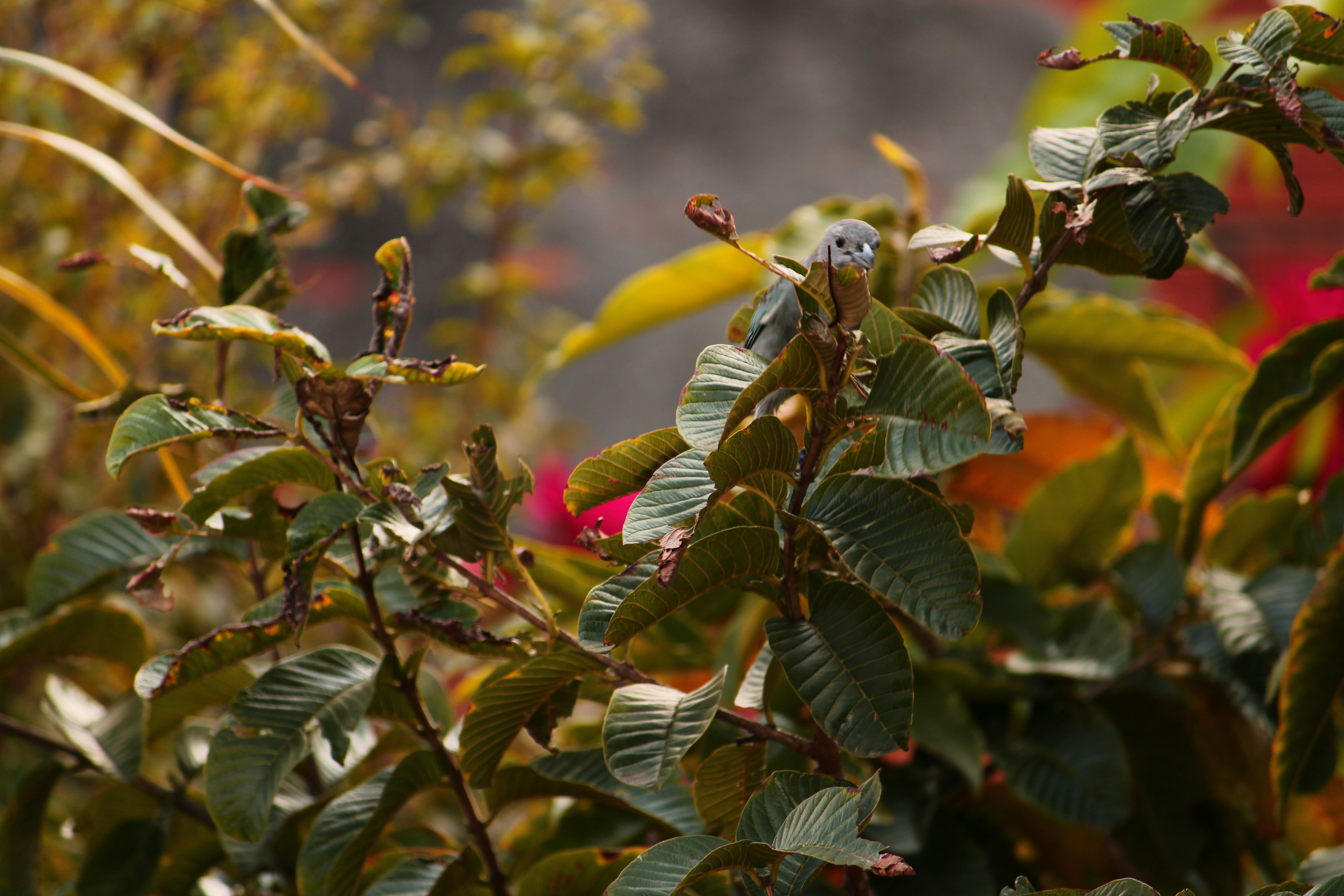 Photo by iamblondfox