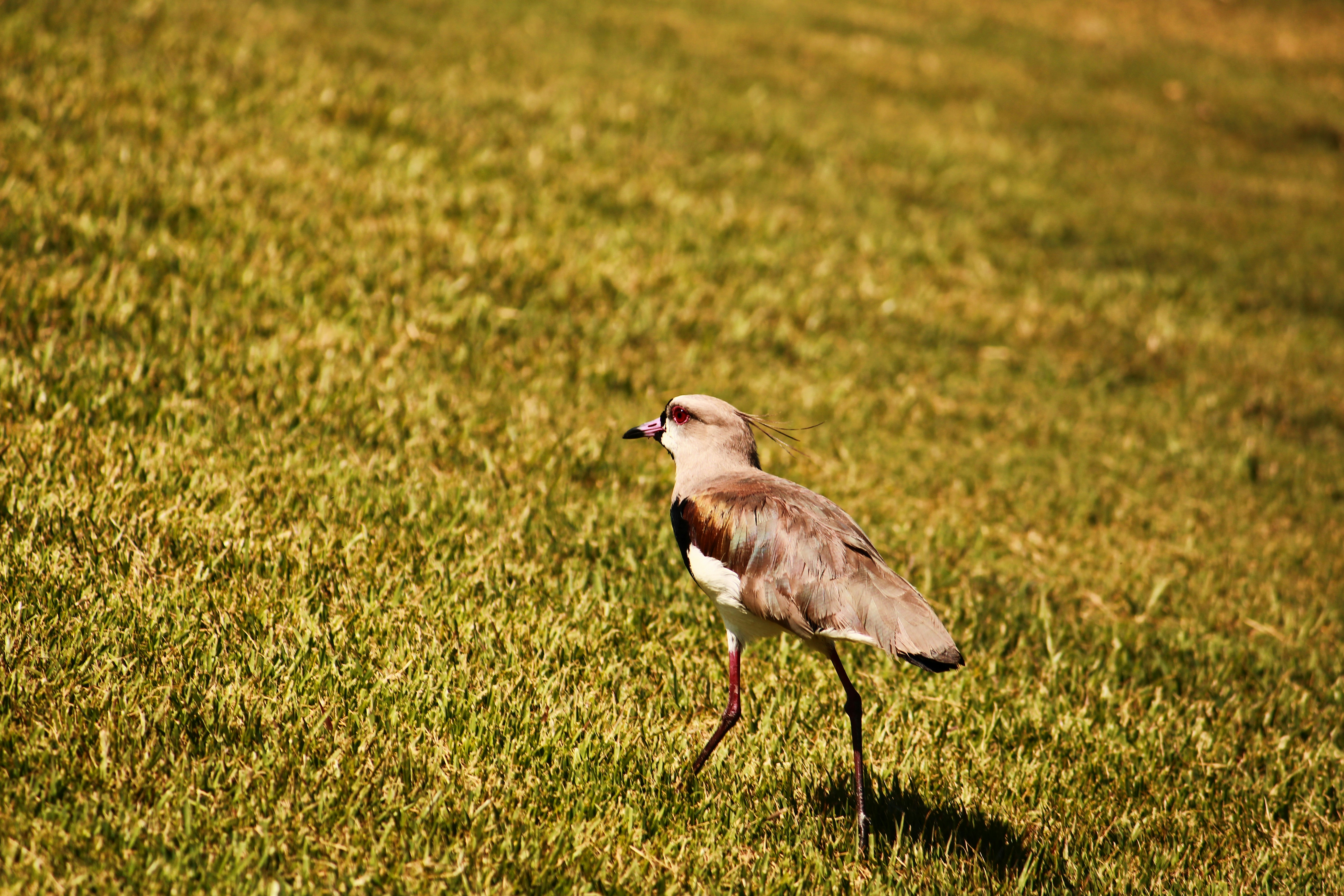 Photo by iamblondfox