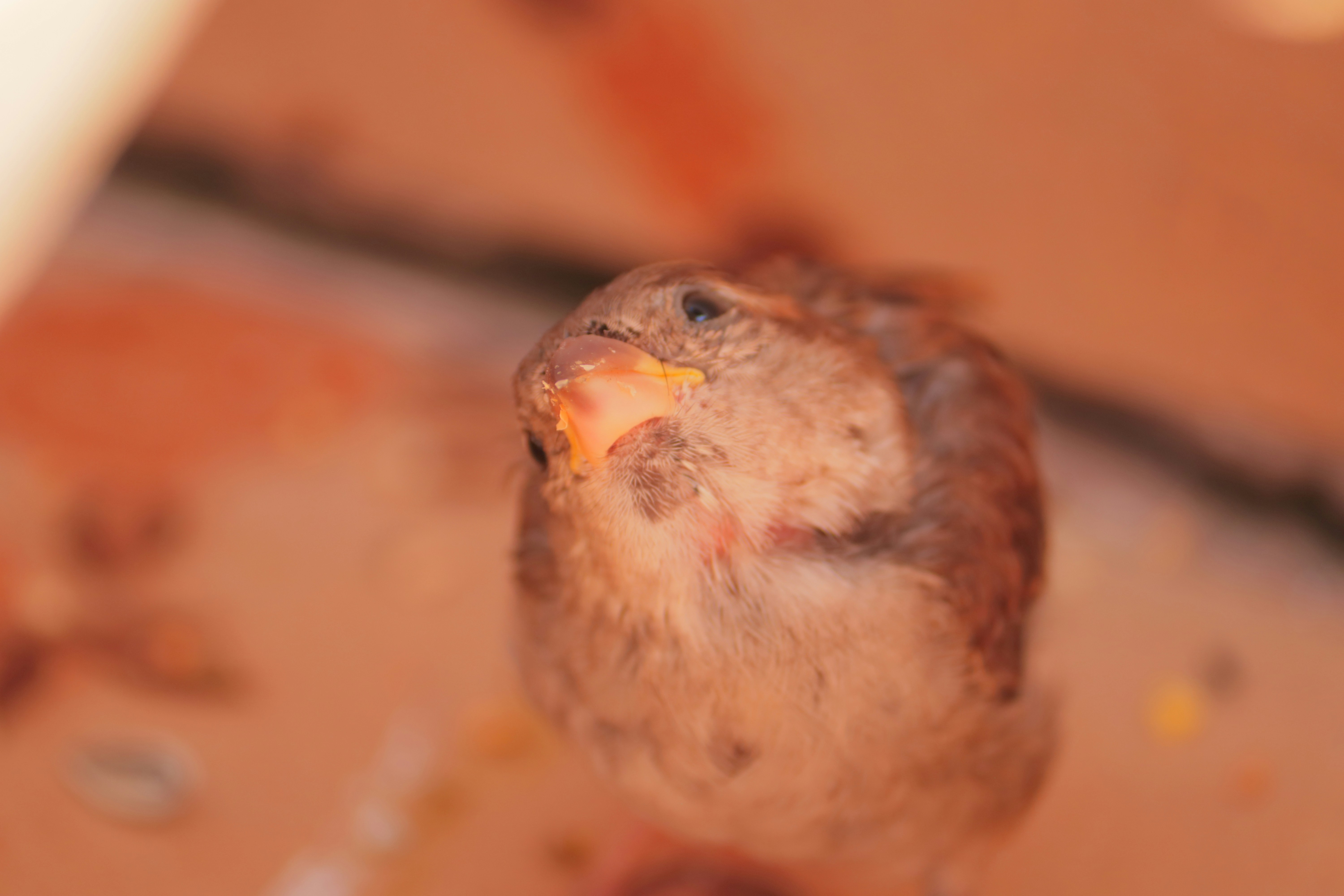 A close-up shot of a newly hatched Great Indian Bustard chick, looking fragile and precious, being carefully observed inside a sterile incubator.