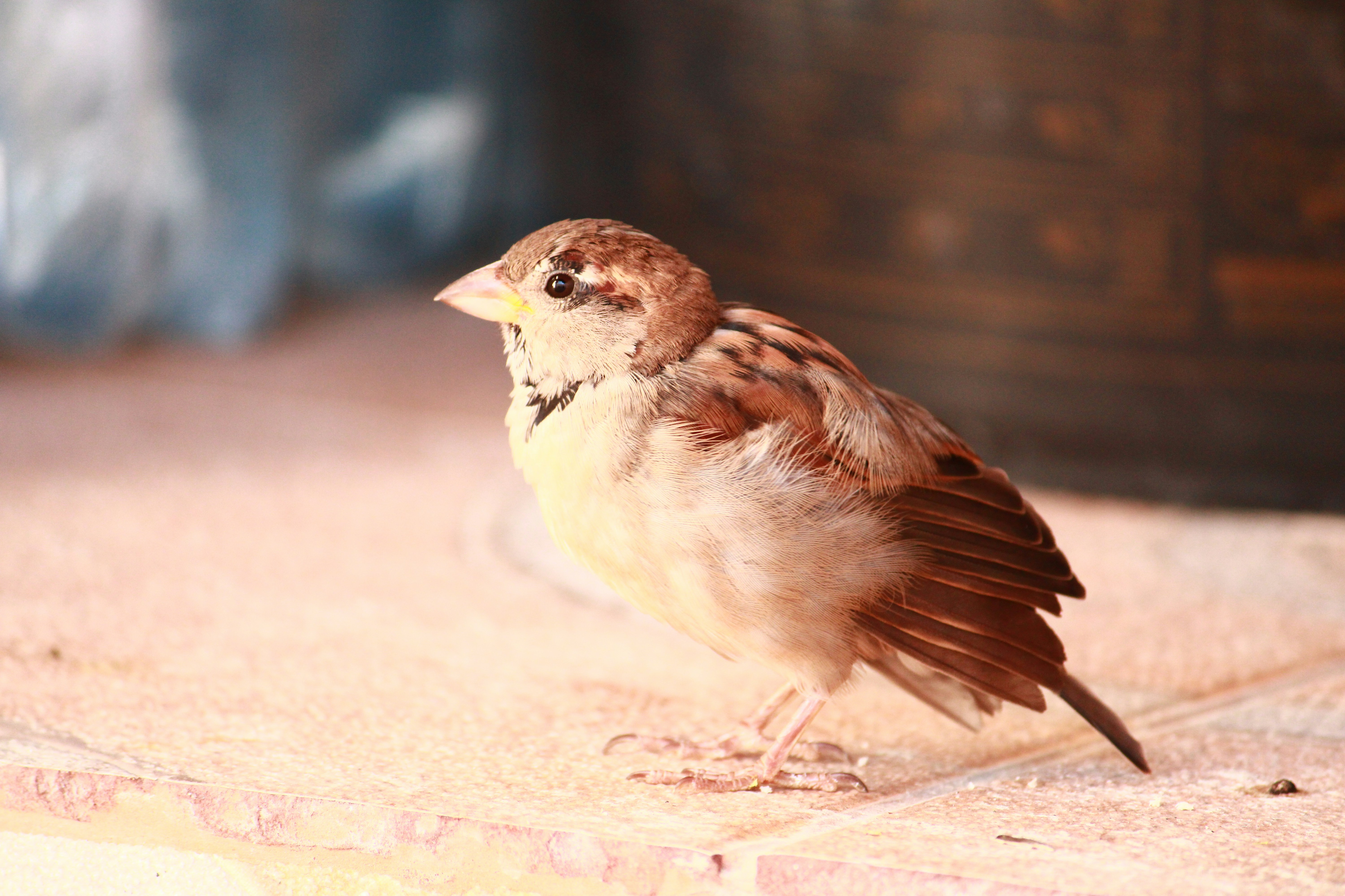 Photo by iamblondfox