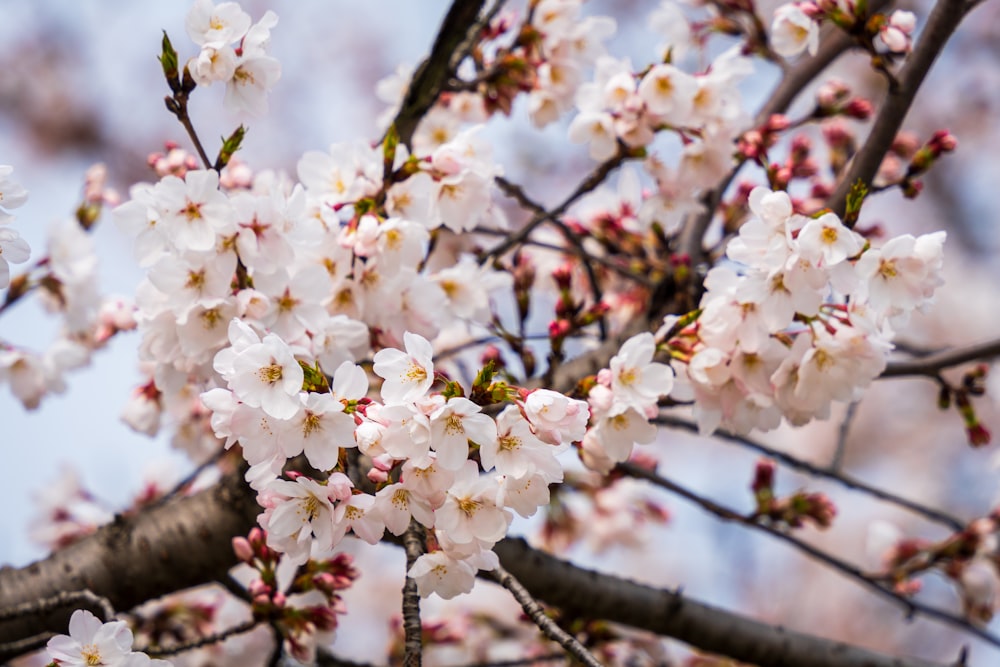 a close up of a tree with white flowers