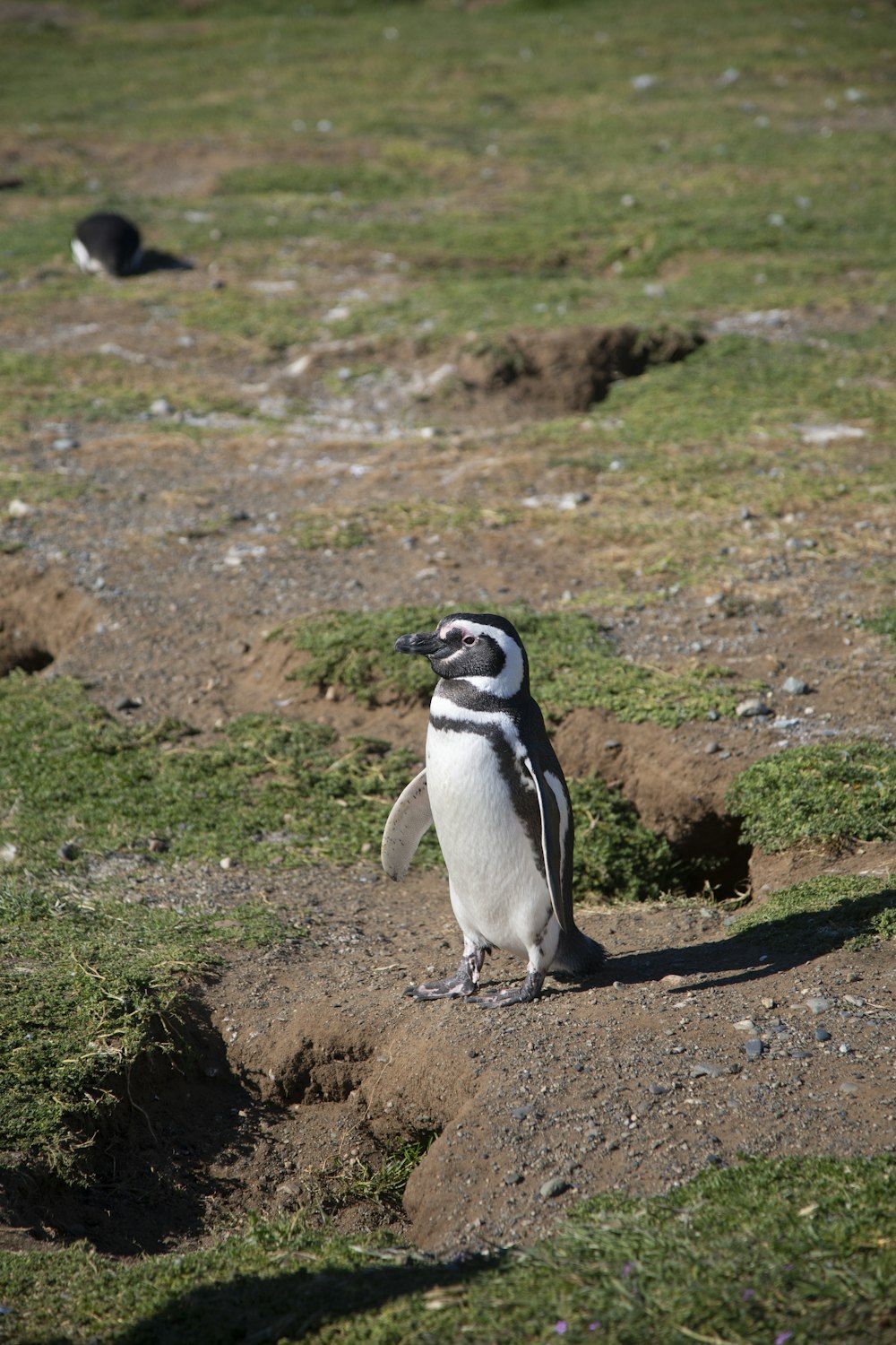a small penguin standing on top of a grass covered field