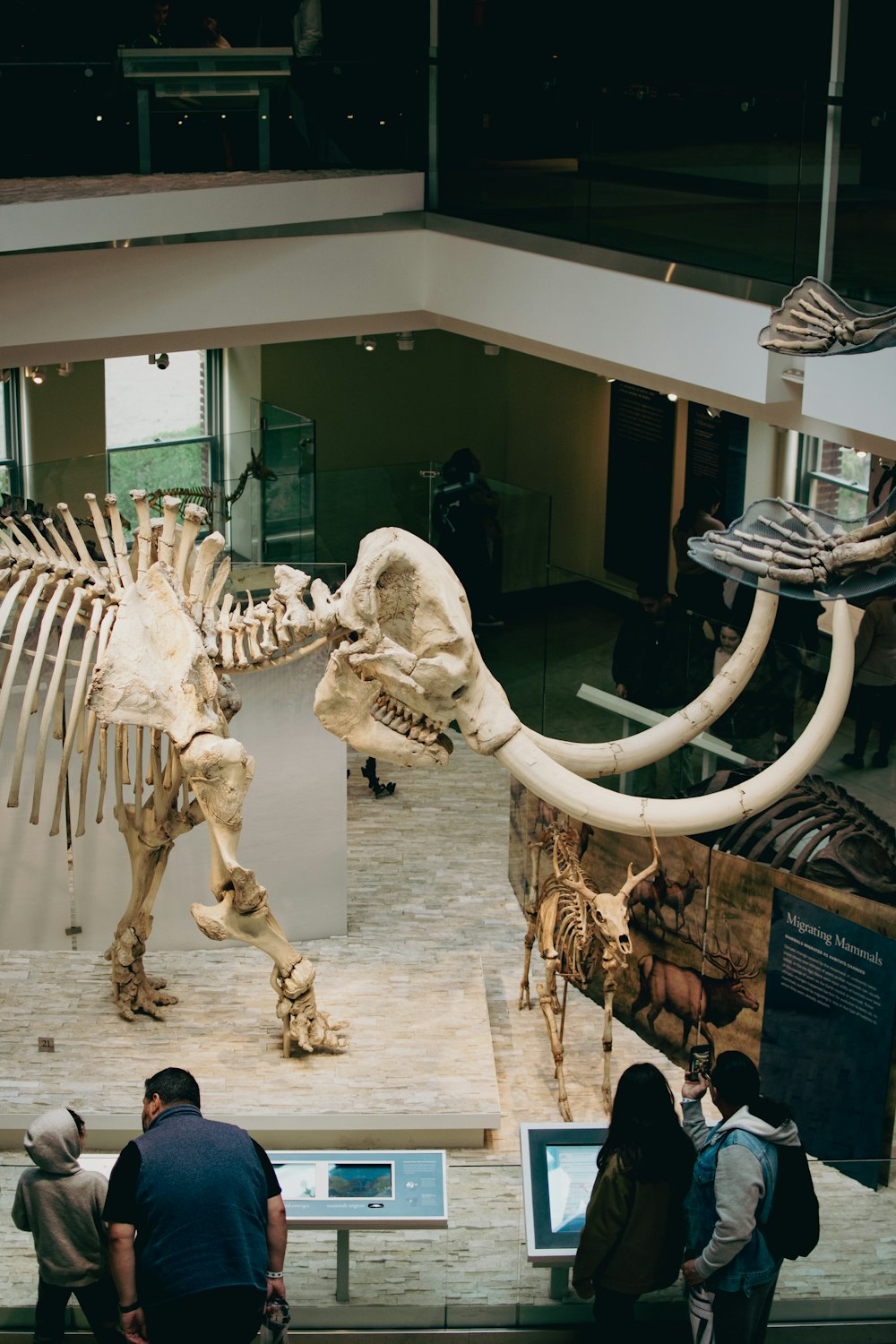 a group of people looking at a dinosaur skeleton